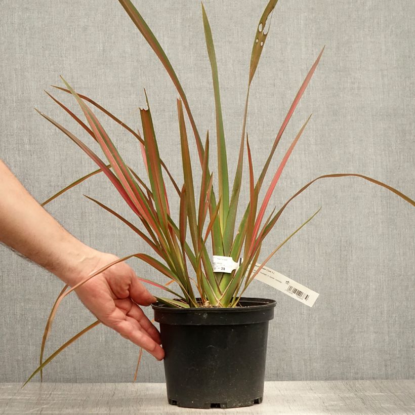 Ejemplar de Phormium tenax Jester - Lino de Nueva Zelanda Maceta 3L/4L entregado en verano