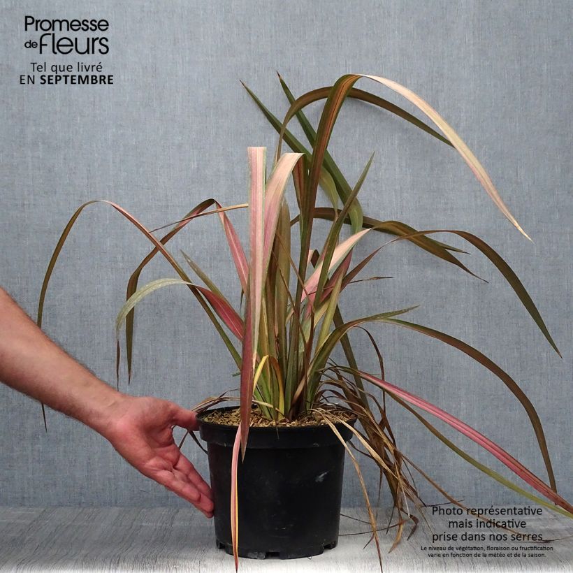 Ejemplar de Phormium tenax Jester - Lino de Nueva Zelanda Maceta 3L/4L entregado en otoño
