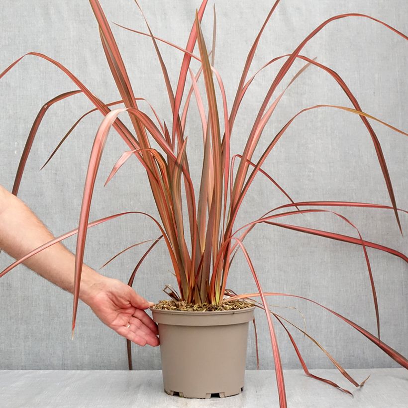 Ejemplar de Phormium tenax Margaret Jones - Lino de Nueva Zelanda Maceta 4L/5L entregado en verano