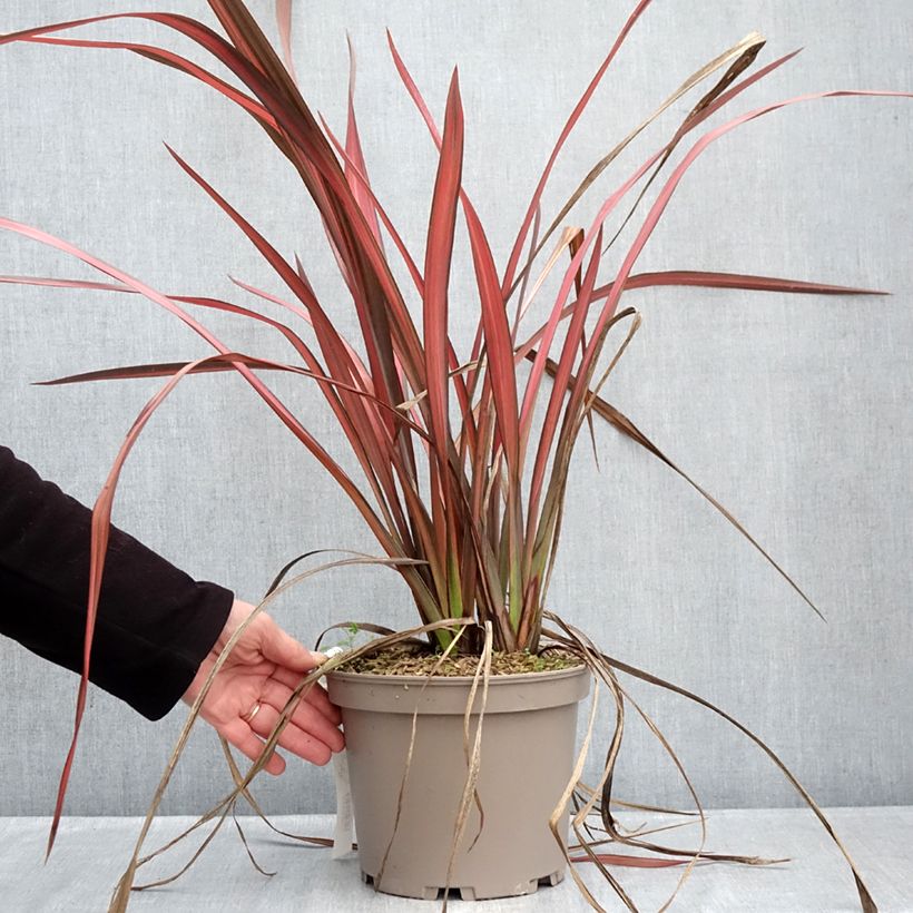 Phormium tenax Margaret Jones - Lino de Nueva Zelanda Maceta 4L/5L Ejemplar entregado en invierno