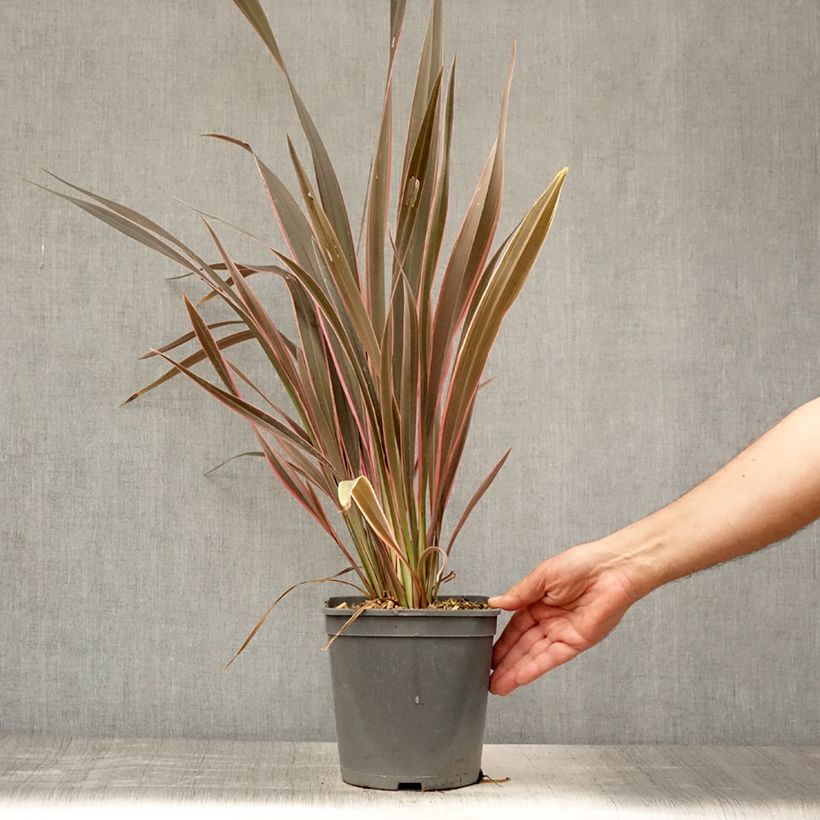 Ejemplar de Phormium tenax Pink Stripe - Lino de Nueva Zelanda Maceta 3L/4L entregado en verano