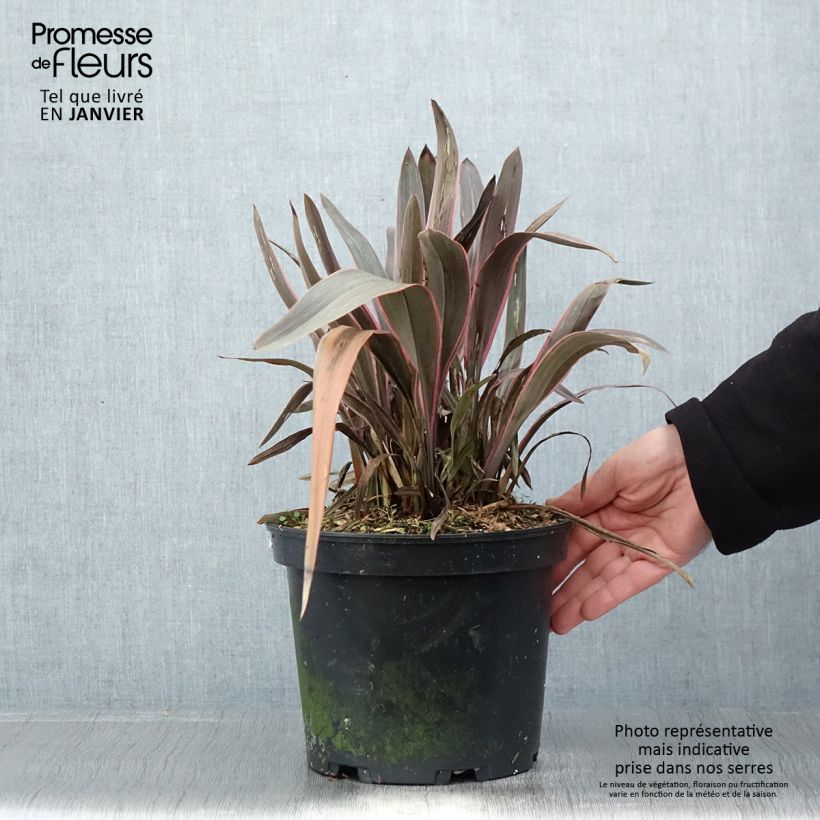 Phormium tenax Pink Stripe - Lino de Nueva Zelanda Maceta 3L/4L Ejemplar entregado en invierno