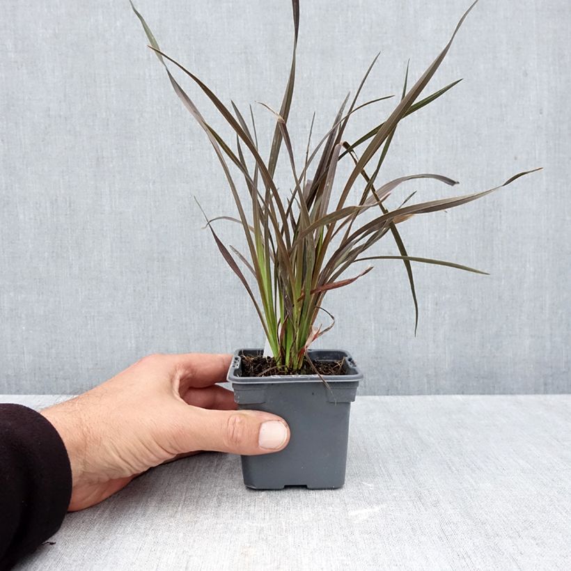 Ejemplar de Phormium Platts Black - Lino de Nueva Zelanda Maceta de 8/9 cm entregado en otoño
