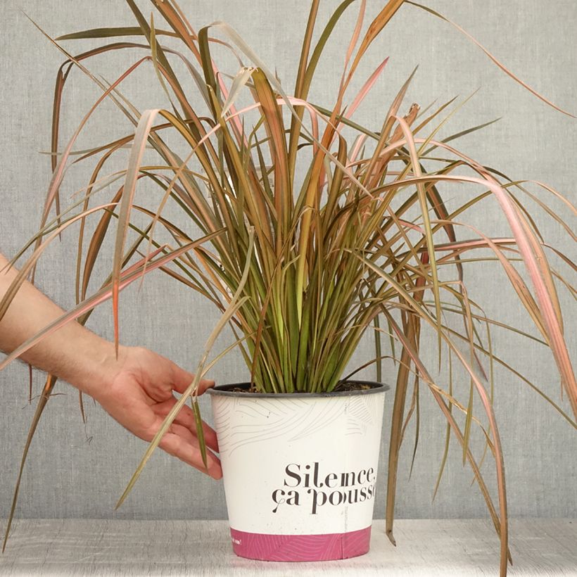 Ejemplar de Phormium tenax Rainbow Maiden - Lino de Nueva Zelanda Maceta 3L/4L entregado en verano