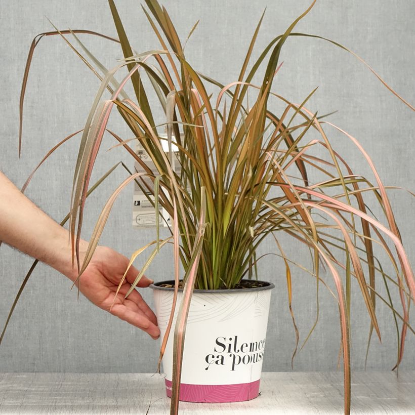 Phormium tenax Rainbow Maiden - Lino de Nueva Zelanda Maceta 3L/4L Ejemplar entregado en la primavera