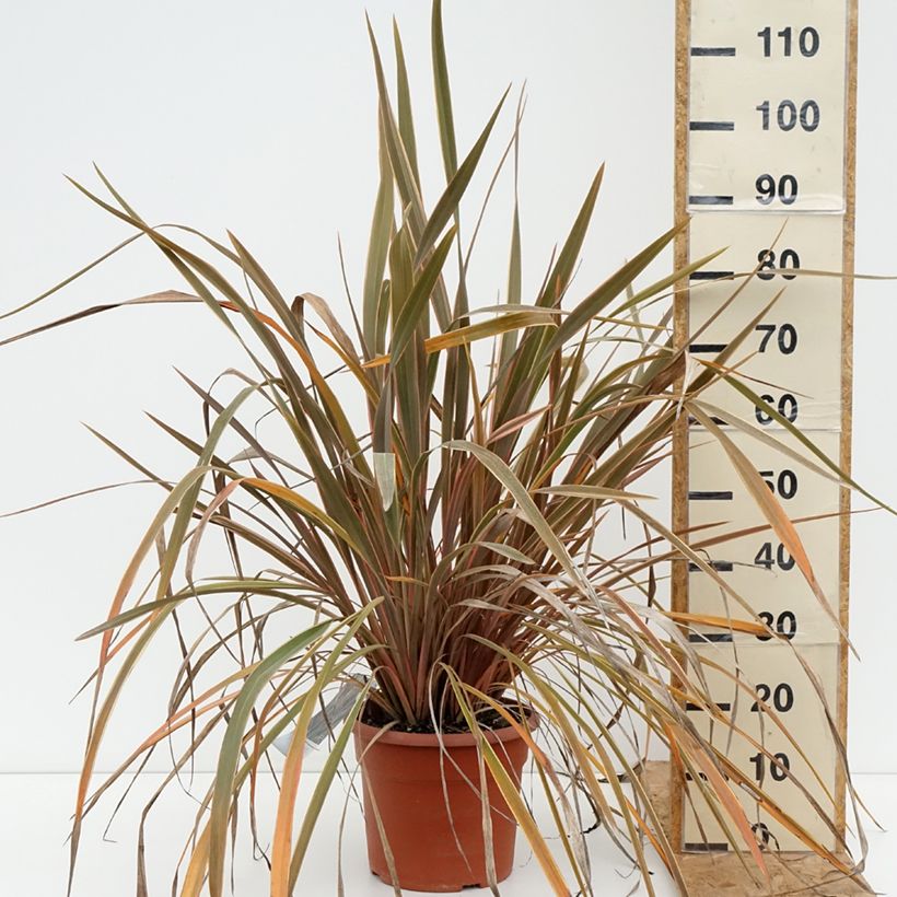 Ejemplar de Phormium tenax Rainbow Queen - Lino de Nueva Zelanda Maceta 7,5L/10L entregado en verano