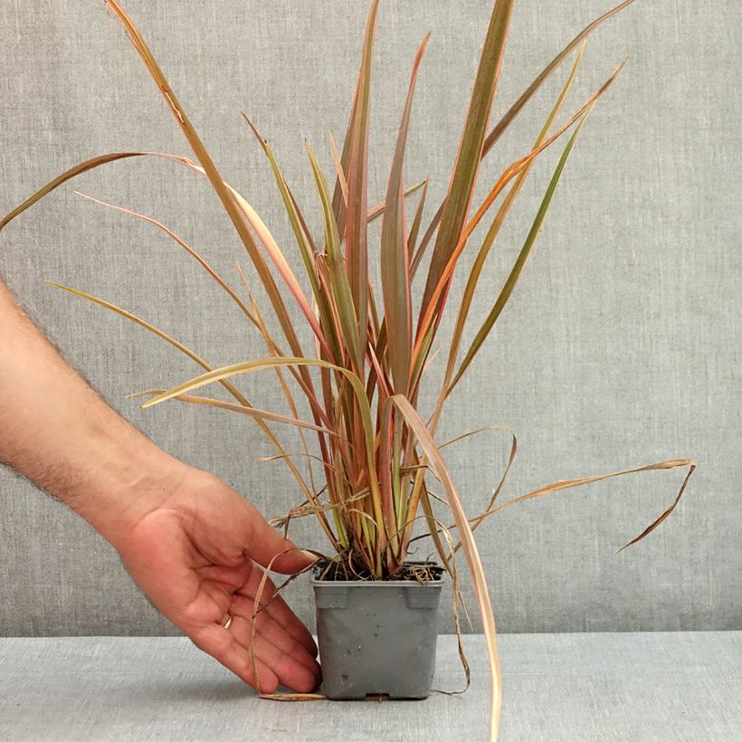 Ejemplar de Phormium tenax Rainbow Queen - Lino de Nueva Zelanda Maceta de 8/9 cm entregado en verano