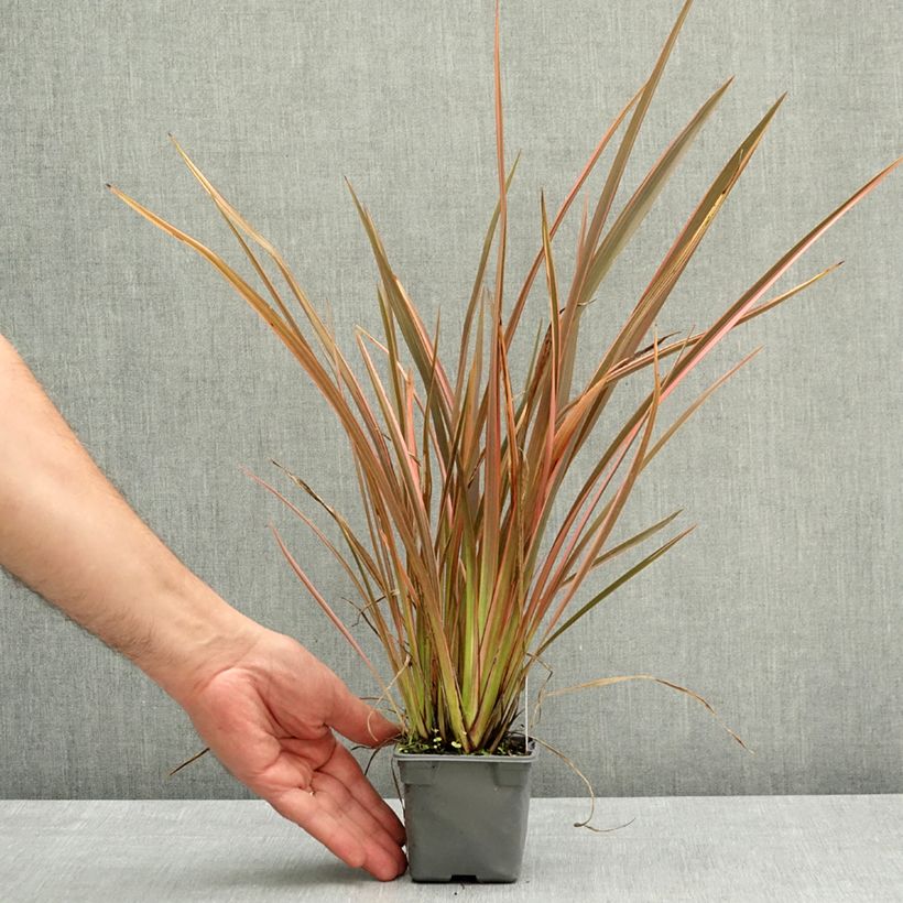 Phormium tenax Rainbow Queen - Lino de Nueva Zelanda Maceta de 8/9 cm Ejemplar entregado en la primavera