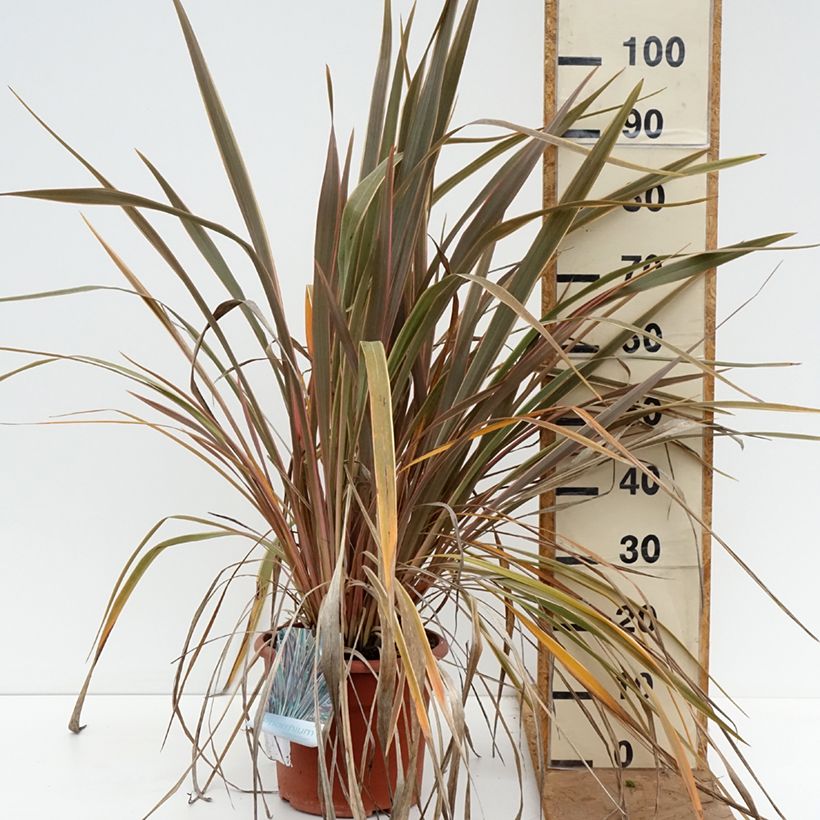 Ejemplar de Phormium tenax Rainbow Queen - Lino de Nueva Zelanda Maceta 7,5L/10L entregado en otoño