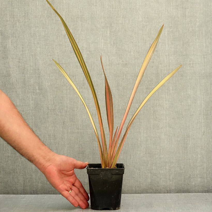 Ejemplar de Phormium tenax Rainbow Sunrise - Lino de Nueva Zelanda Maceta 1,5L/2L entregado en verano