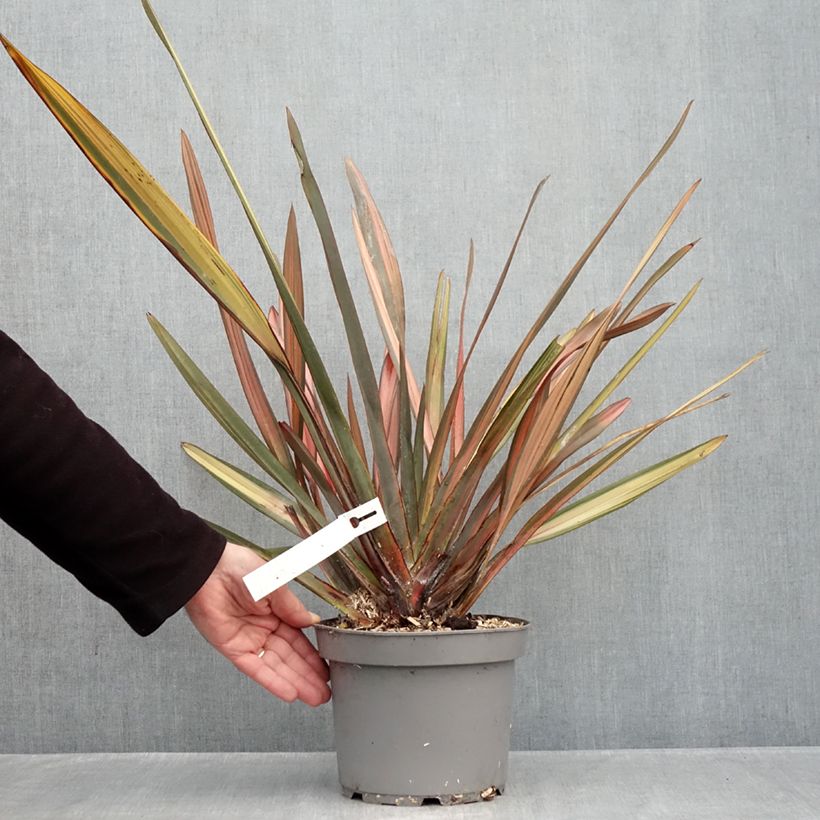 Ejemplar de Phormium tenax Rainbow Sunrise - Lino de Nueva Zelanda Maceta 3L/4L entregado en otoño