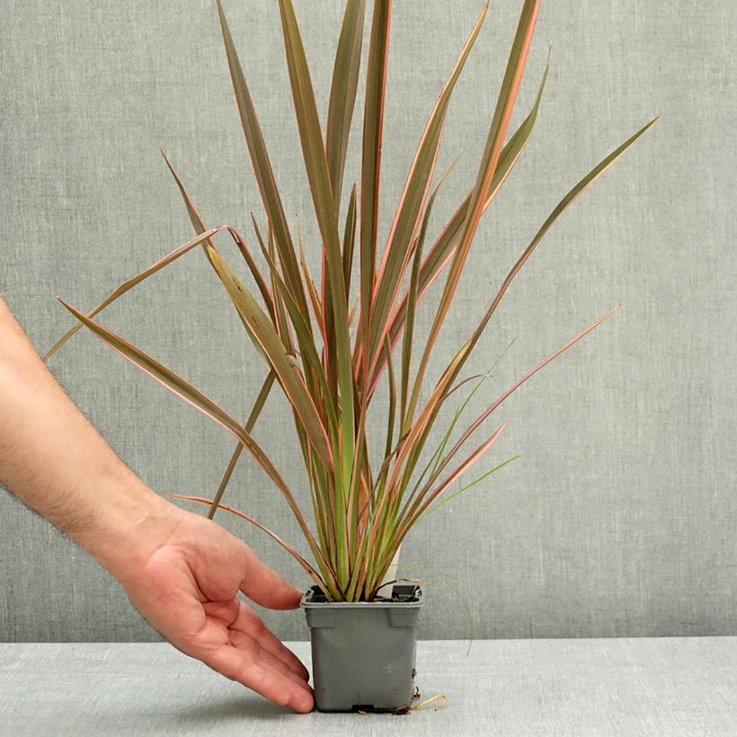 Phormium tenax Sundowner - Lino de Nueva Zelanda Maceta de 8/9 cm Ejemplar entregado en la primavera
