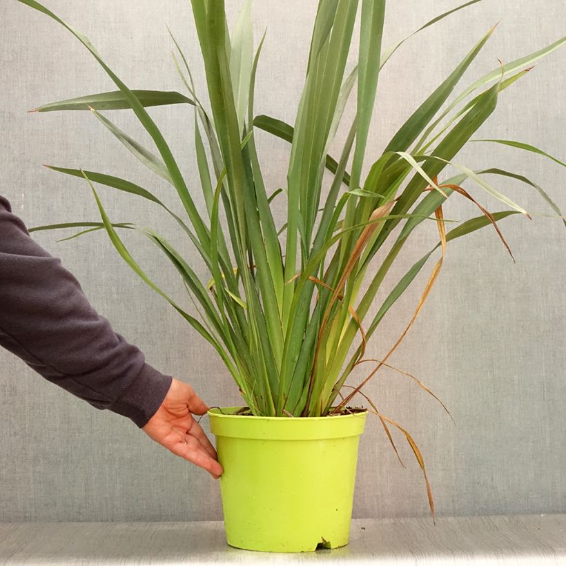 Ejemplar de Phormium tenax - Lino de Nueva Zelanda Maceta 7,5L/10L entregado en verano