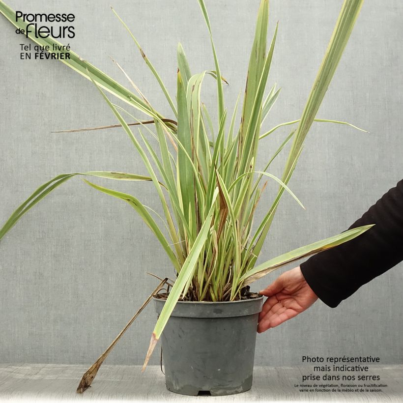 Phormium tenax Variegatum - Lino de Nueva Zelanda Maceta 7,5L/10L Ejemplar entregado en invierno