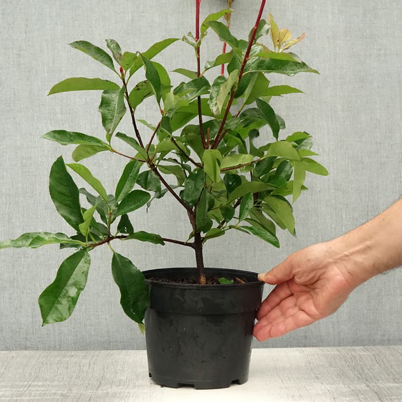 Ejemplar de Photinia fraseri Camilvy - Fotinia Maceta 2L/3L entregado en verano