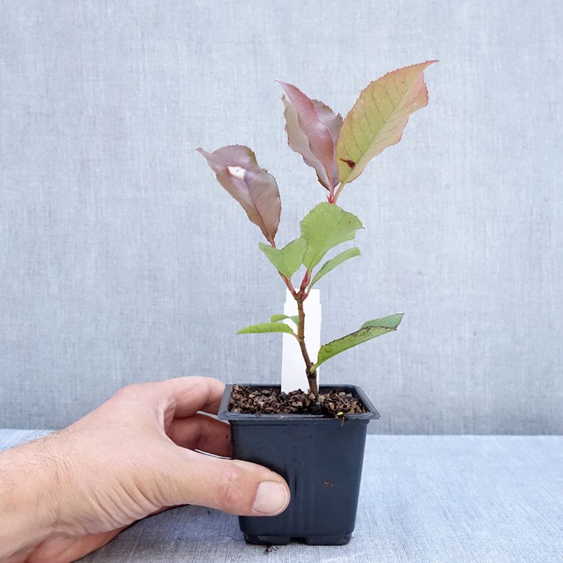 Ejemplar de Photinia fraseri Camilvy - Fotinia Maceta de 8/9 cm entregado en otoño