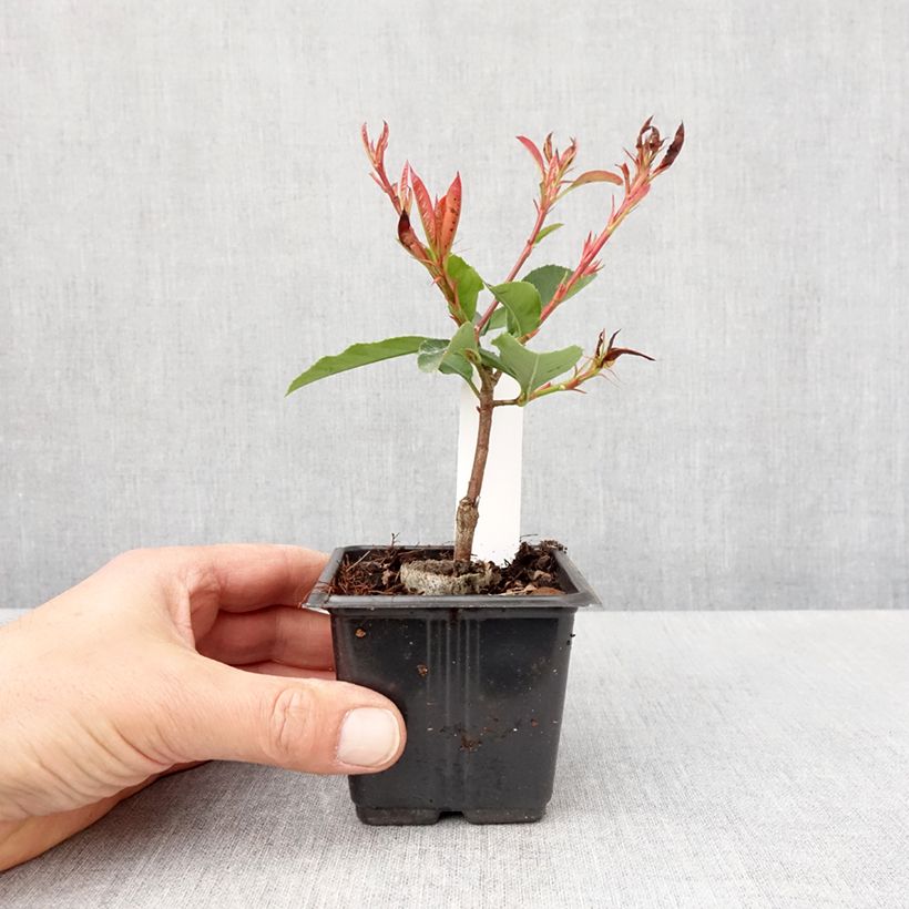 Photinia fraseri Camilvy - Fotinia Maceta de 8/9 cm Ejemplar entregado en la primavera