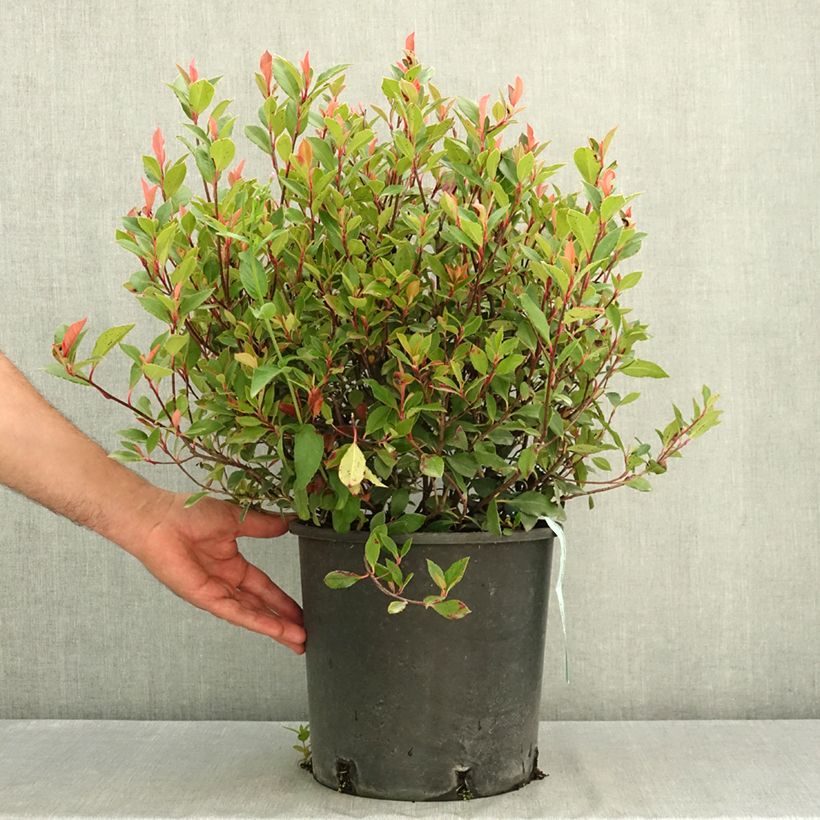 Ejemplar de Photinia fraseri Chico - Fotinia Maceta 7,5L/10L entregado en verano