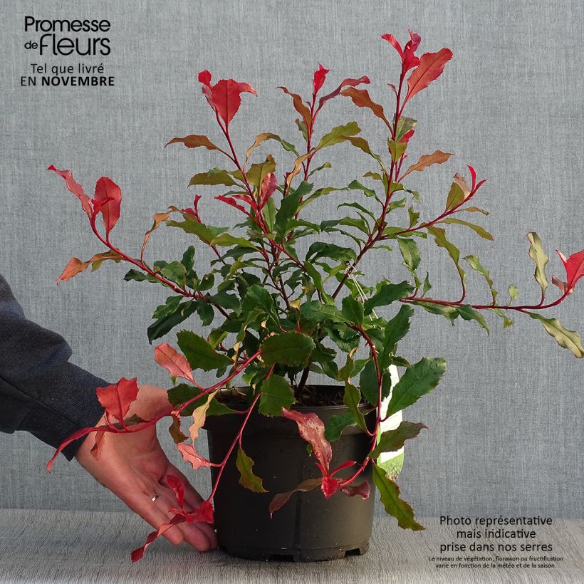 Ejemplar de Photinia fraseri Corallina - Fotinia Maceta 1,5L/2L entregado en otoño