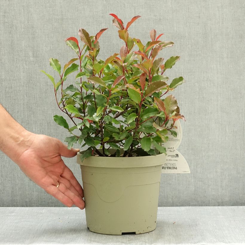 Ejemplar de Photinia fraseri Corallina Pot de 3L/4L entregado en verano