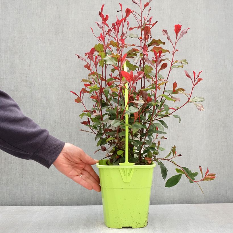 Photinia fraseri Corallina - Fotinia Maceta 3L/4L Ejemplar entregado en la primavera