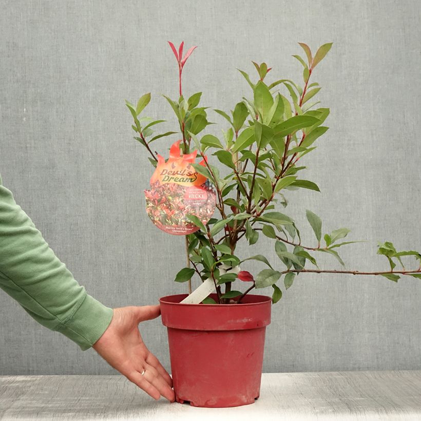 Ejemplar de Photinia fraseri Devil's Dream - Fotinia Maceta 2L/3L entregado en verano