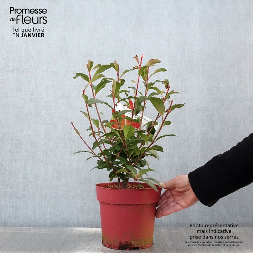Photinia fraseri Devil's Dream - Fotinia Maceta 2L/3L Ejemplar entregado en invierno
