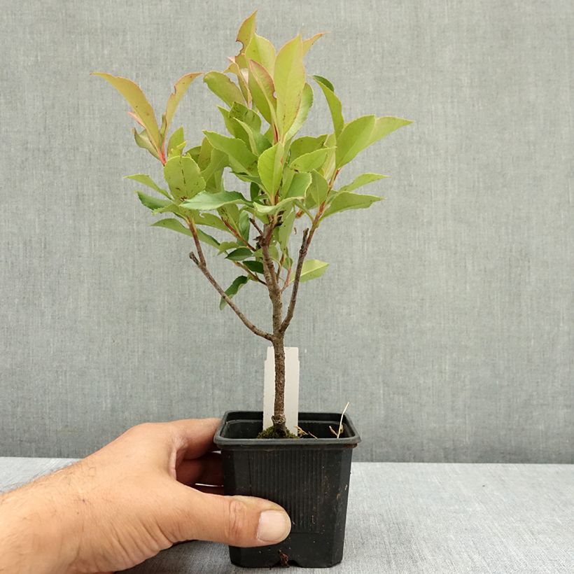 Ejemplar de Photinia fraseri Dynamo Red Godet de 8/9 cm entregado en verano