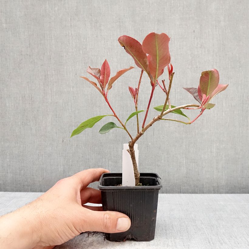 Photinia fraseri Dynamo Red - Fotinia Maceta de 8/9 cm Ejemplar entregado en la primavera