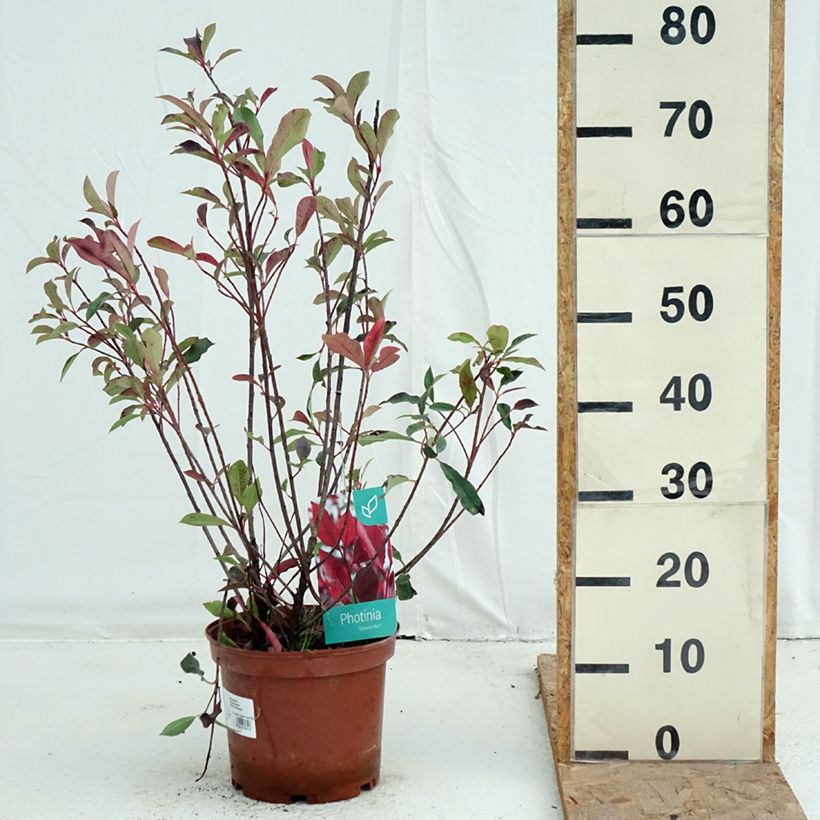 Ejemplar de Photinia fraseri Dynamo Red - Fotinia Maceta 4L/5L entregado en otoño