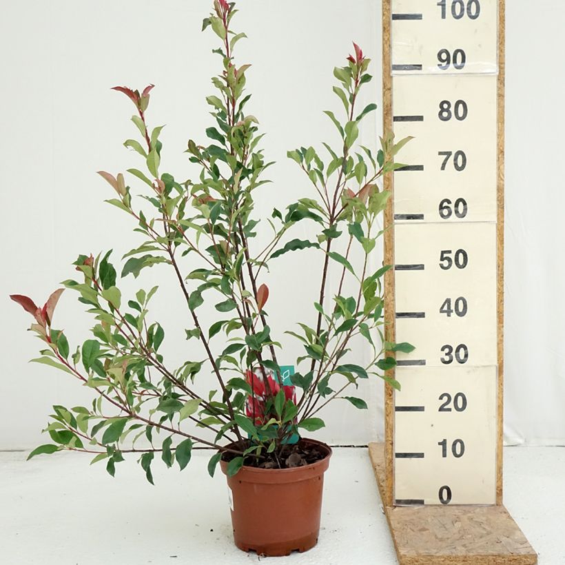 Ejemplar de Photinia fraseri Dynamo Red - Fotinia Maceta 4L/5L entregado en verano