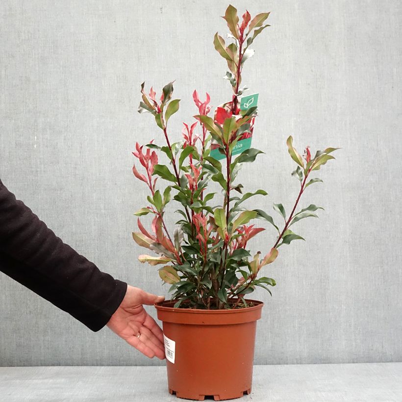 Photinia fraseri Dynamo Red - Fotinia Maceta 4L/5L Ejemplar entregado en invierno
