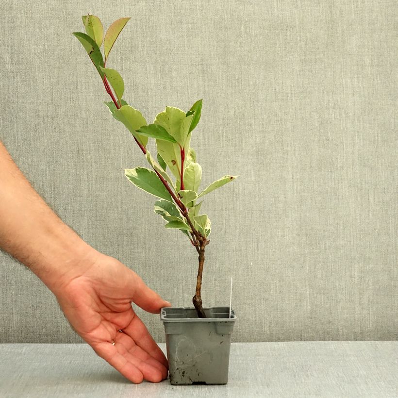 Ejemplar de Photinia fraseri Louise - Fotinia Maceta de 8/9 cm entregado en verano
