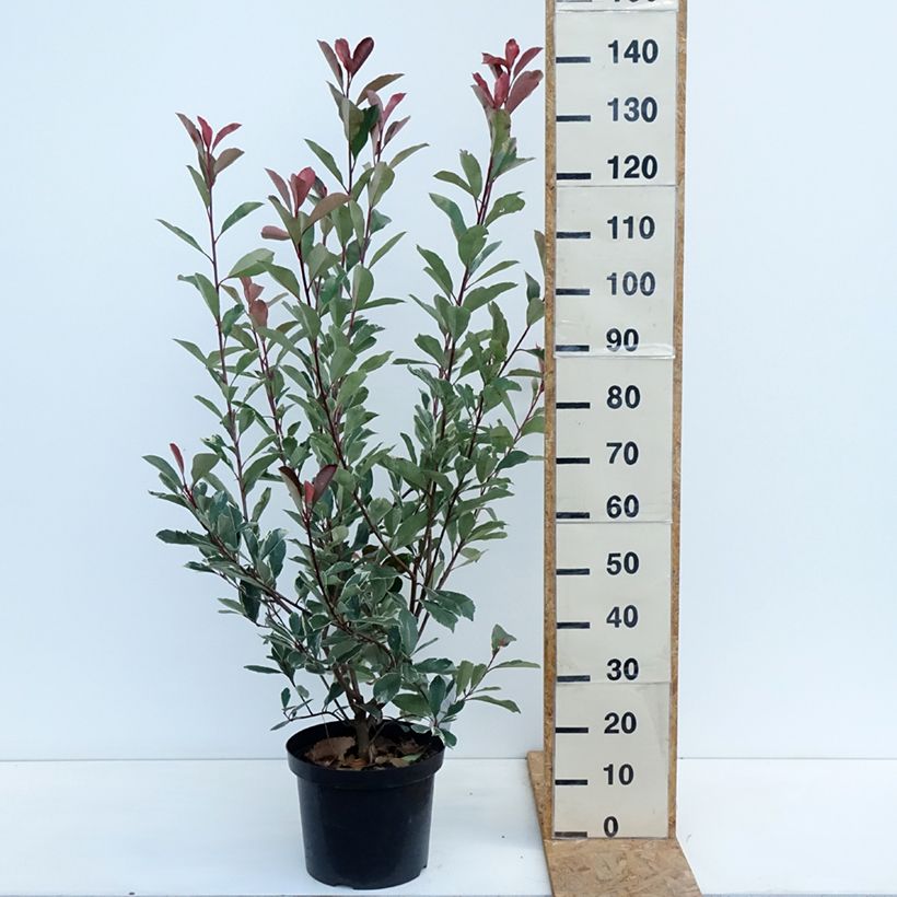 Ejemplar de Photinia fraseri Louise - Fotinia Maceta 7,5L/10L entregado en otoño