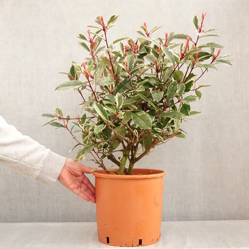 Photinia fraseri Louise - Fotinia Maceta 7,5L/10L Ejemplar entregado en invierno