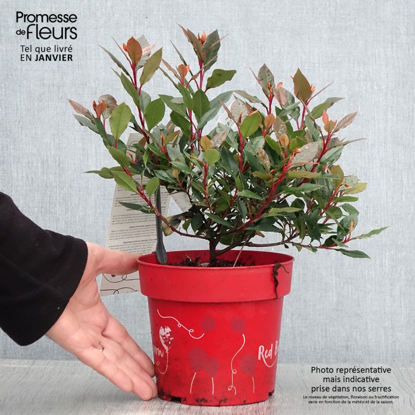 Photinia fraseri Red Ballcoon - Fotinia Maceta 2L/3L Ejemplar entregado en invierno