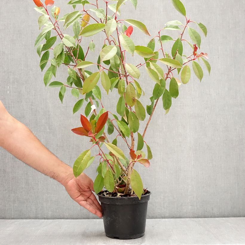 Ejemplar de Photinia fraseri Red Light - Fotinia Maceta 3L/4L entregado en verano
