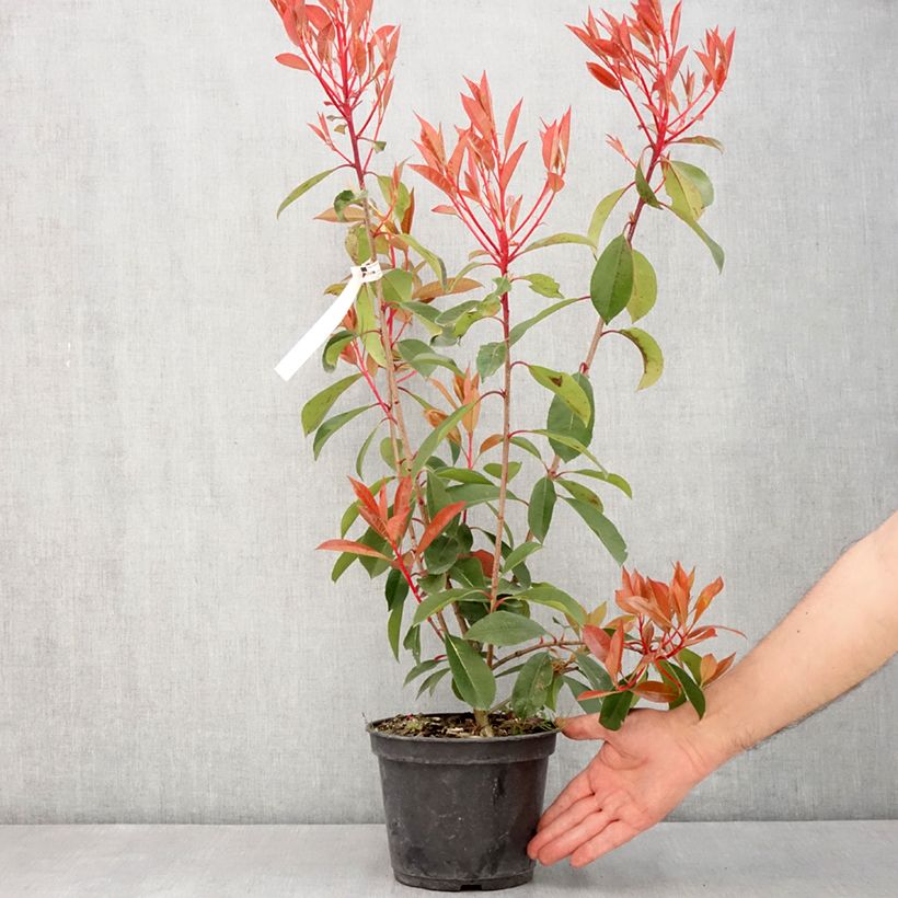 Photinia fraseri Red Light - Fotinia Maceta 3L/4L Ejemplar entregado en la primavera