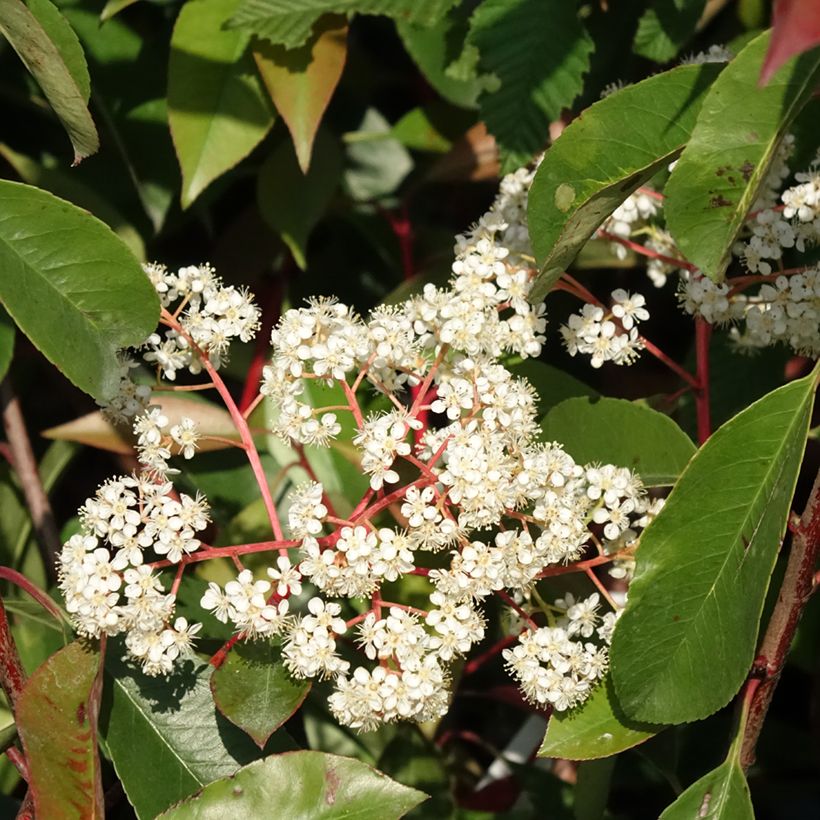 Photinia fraseri Red Light - Fotinia (Floración)
