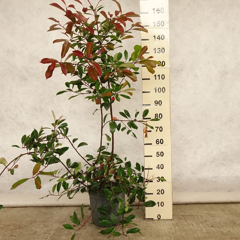 Ejemplar de Photinia fraseri Red Robin - Fotinia Maceta 12L/15L entregado en verano