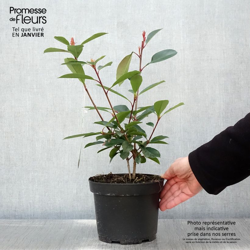 Photinia fraseri Red Robin - Fotinia Maceta 2L/3L Ejemplar entregado en invierno