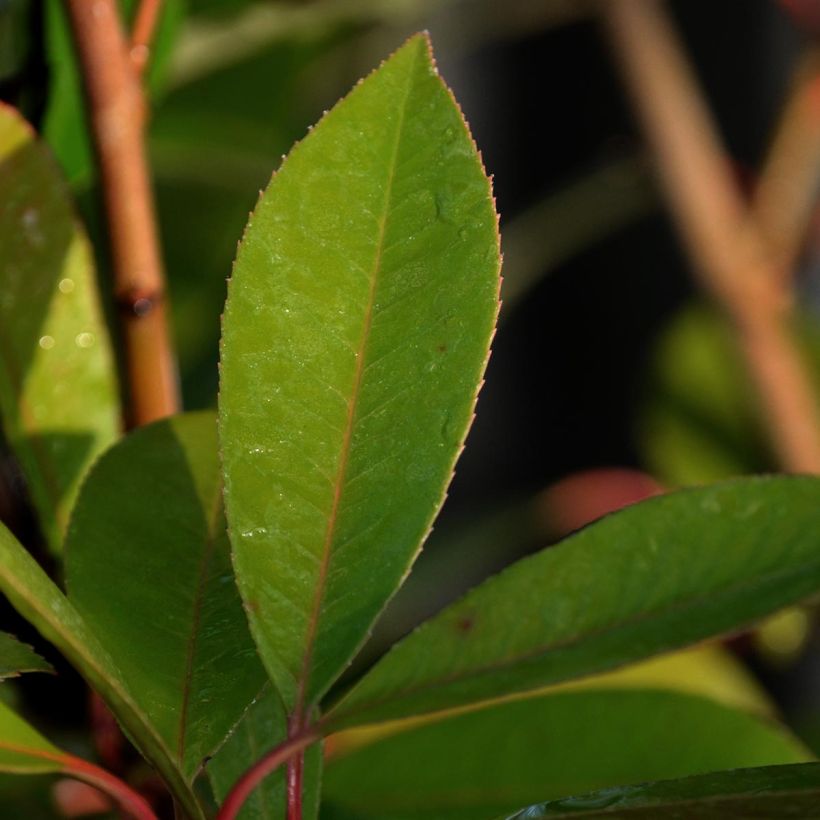 Photinia fraseri Red Robin - Fotinia (Follaje)