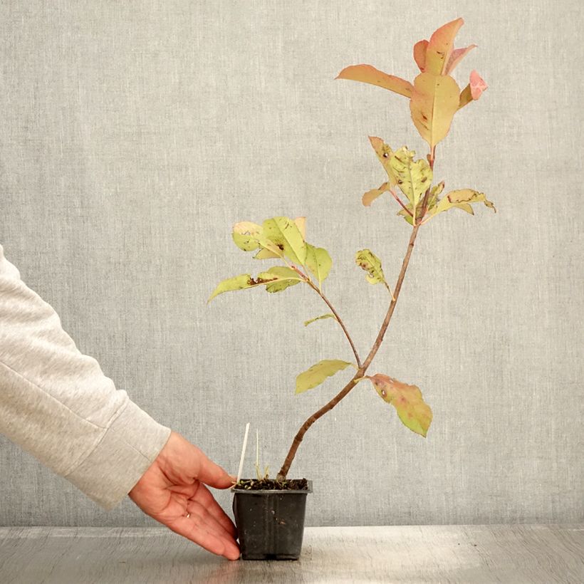Ejemplar de Photinia fraseri Red Robin Blood - Fotinia Maceta de 8/9 cm entregado en otoño