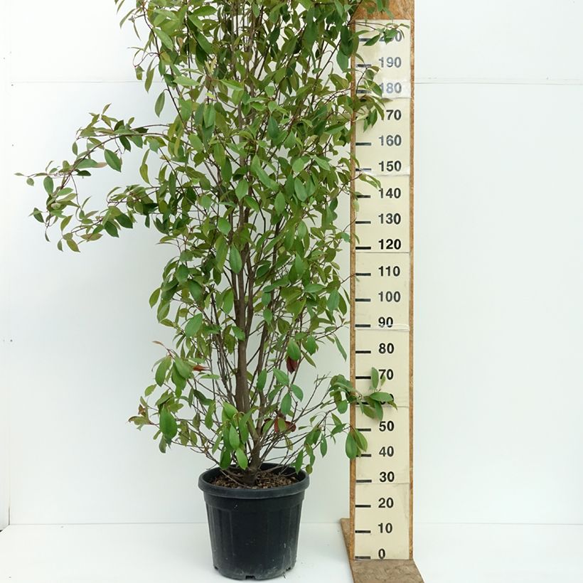 Ejemplar de Photinia fraseri Red Robin - Fotinia Maceta 30L/35L entregado en verano