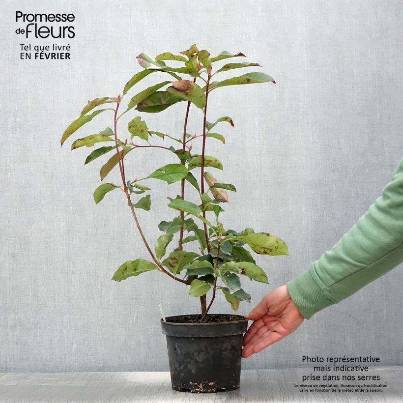 Photinia fraseri Red Select - Fotinia Maceta 3L/4L Ejemplar entregado en invierno
