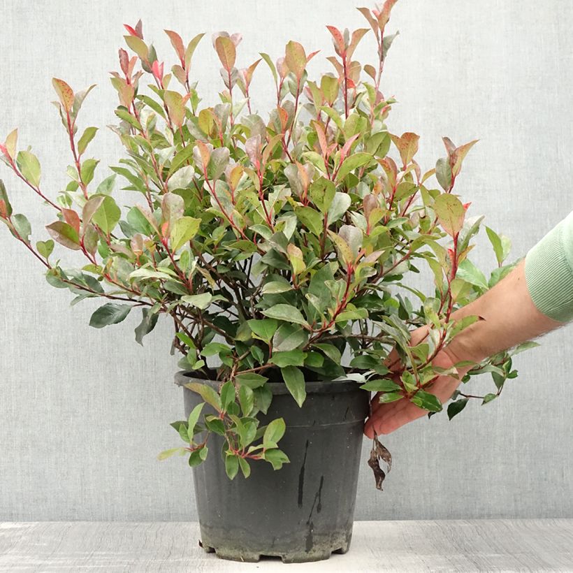 Ejemplar de Photinia Little Red Robin en pot de 10L entregado en verano
