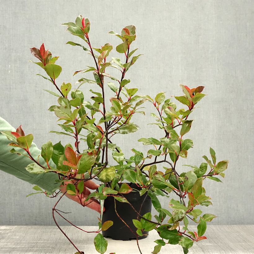 Ejemplar de Photinia fraseri Little Red Robin - Fotinia Maceta 2L/3L entregado en verano