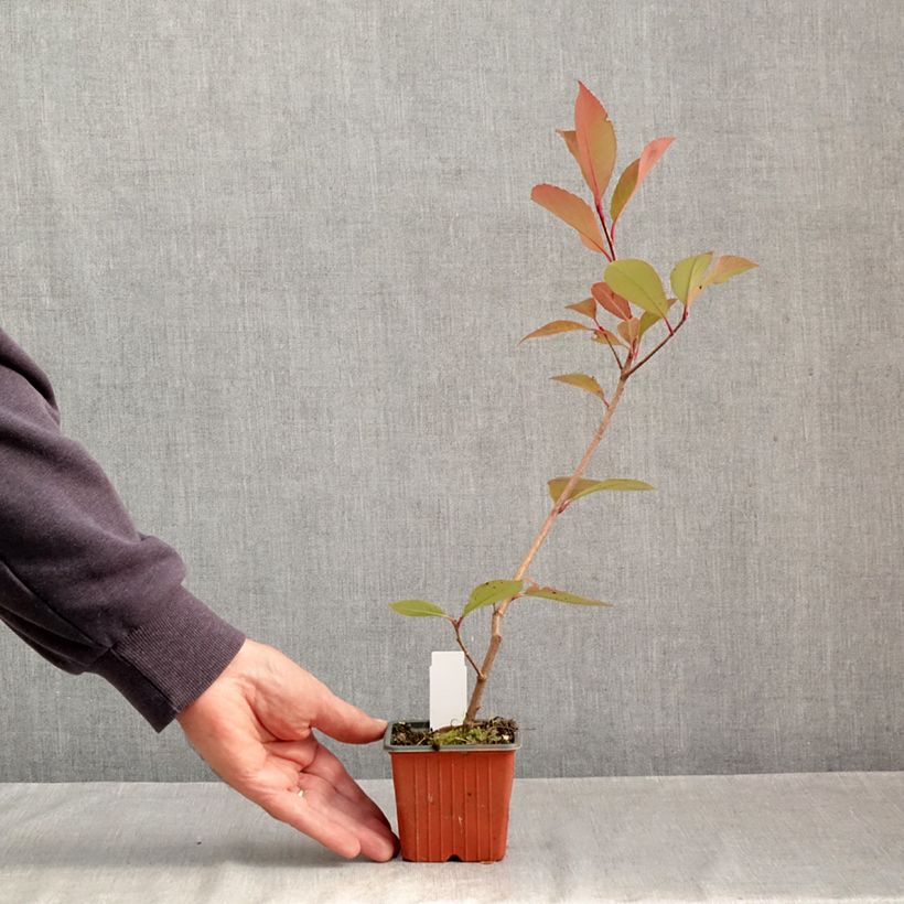 Ejemplar de Photinia fraseri Little Red Robin - Fotinia Maceta de 8/9 cm entregado en otoño
