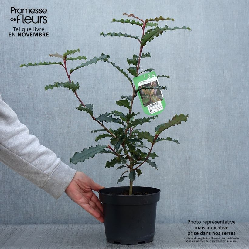 Ejemplar de Photinia serratifolia Crunchy - Fotinia Maceta 2L/3L entregado en otoño