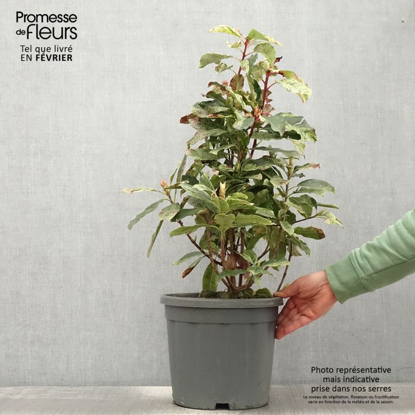 Photinia serratifolia Pink Crispy - Fotinia Maceta 6L/7L Ejemplar entregado en invierno